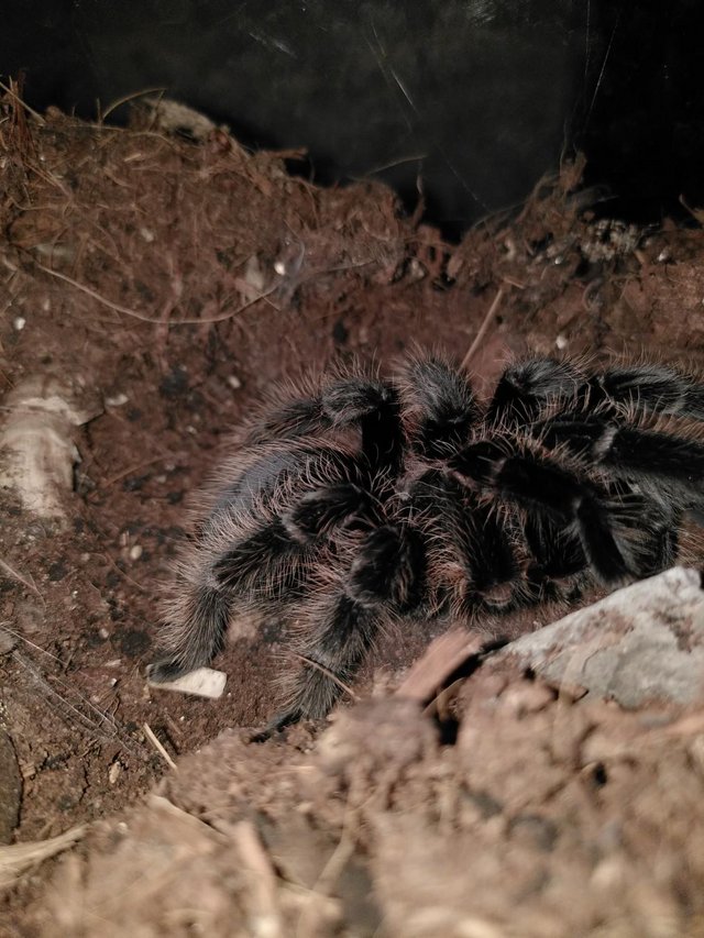 Preview of the first image of Tarantula, female Honduran Curly Hair 8-9 years old.