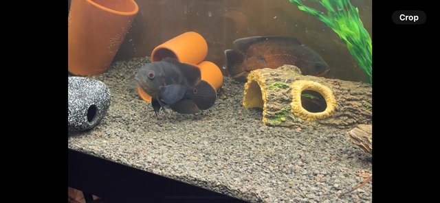 Image 6 of Oscar fish and tank for sale