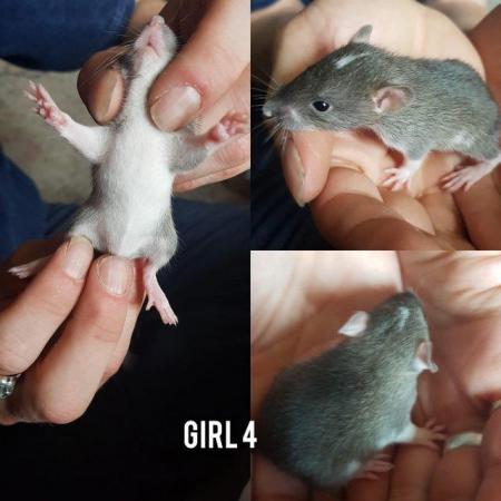 Image 7 of Baby rats girls and boys smooth coat top eared