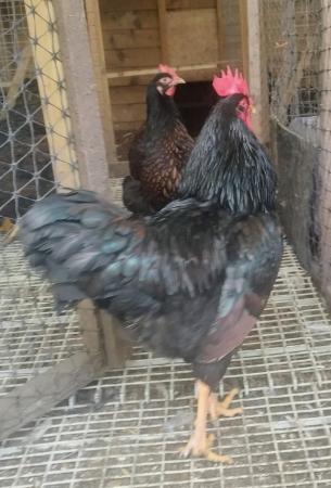 Image 2 of Pure Breed Double Gold Laced Barnevelders Hatching Eggs We a