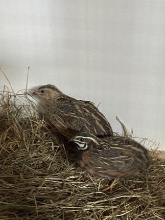 Image 1 of Breeding pair harlequin quails for sale