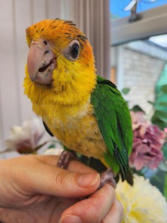 Image 5 of Caique Female - *silly tame with cage*