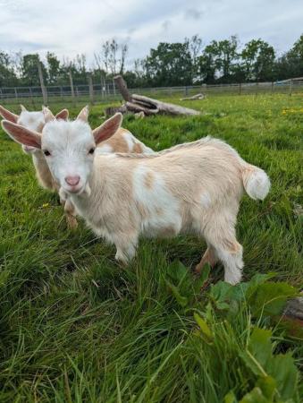 Image 1 of Young pygmy goat billy for sale