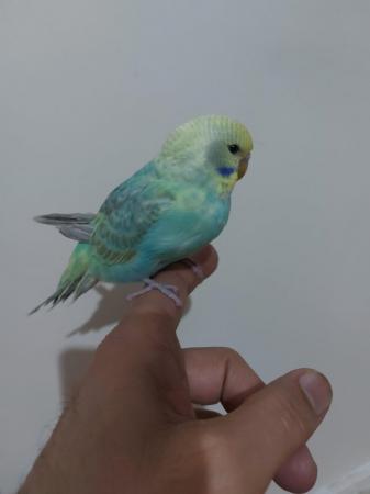 Image 3 of Budgies for sale very nice colour healthy and active birds B