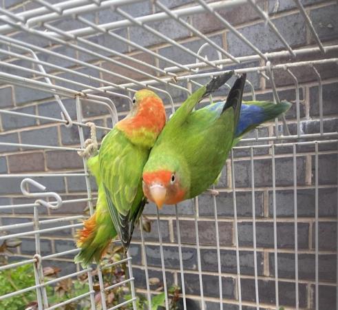 Image 2 of Fisher love bird breeding pair for sale Bury