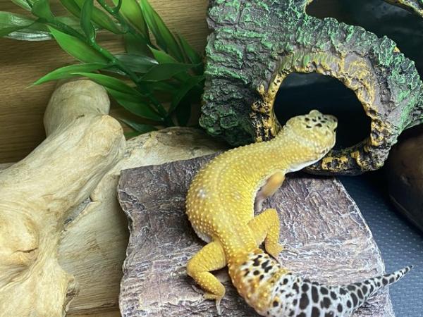 Image 4 of Female Leopard gecko for sale
