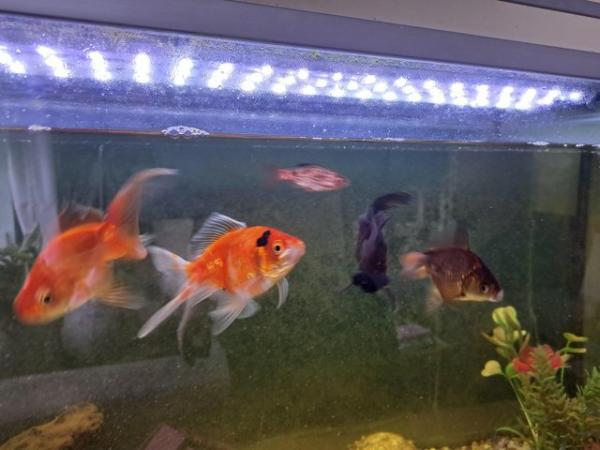 Image 1 of Good home needed for 4 fish