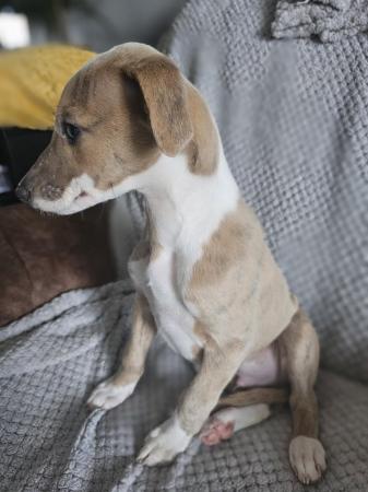 Image 14 of 3 BOY'S AVAILABLE NOW!!!!  KC Registered Whippet puppies