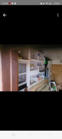 Image 3 of unwanted cage and aviary birds rehomed