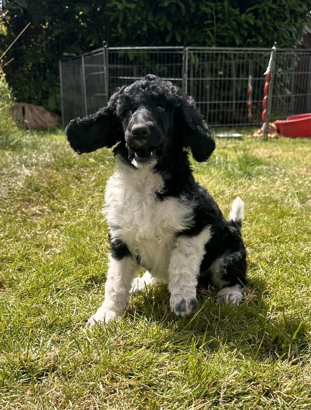 Preview of the first image of Kc Reg Standard poodle pups 1 Apricot boy & 1 Tuxedo girl.