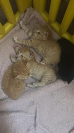 Image 5 of Fluffy ginger kittens and 1 black and white