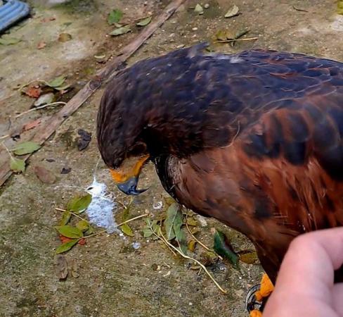 Image 2 of Harris hawk for sale 4 years old