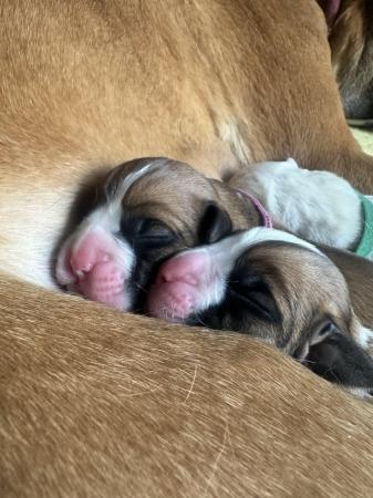 Image 8 of READY SOON!!!!Stunning 3rd generation boxer puppies
