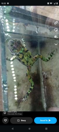 Image 4 of Yellow Bellied Toad for sale