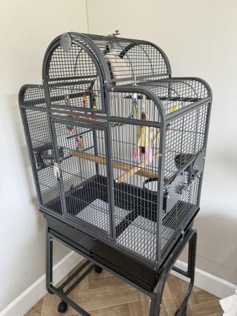 Image 5 of 2 love birds and cage for sale