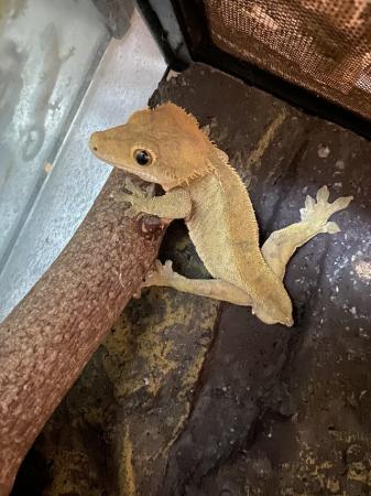 Image 5 of Male crested gecko no tail
