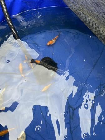 Image 4 of 5 koi carp for sale due to my daughter’s house move