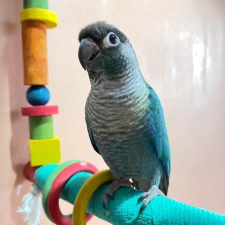 Image 1 of Parrot Turquoise Conure Female bird parakeet for sale dna’d