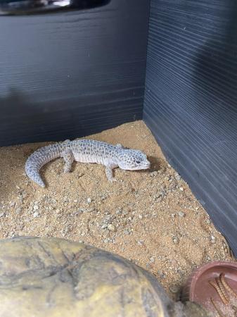 Image 2 of Leopard gecko and vivarium for sale