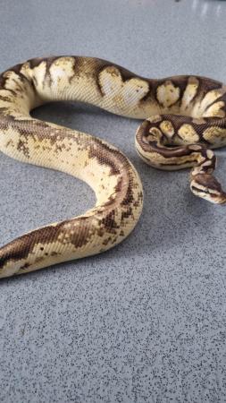 Image 4 of royal python ( super pastel, enchi, fire, calico)