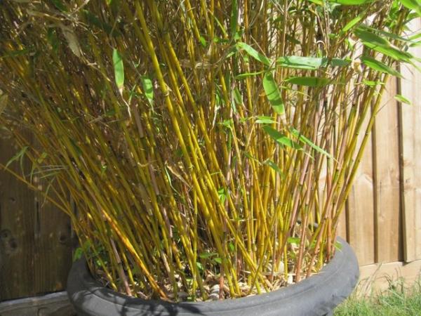 Image 3 of Medium bamboo plant in black pot about 5 1/2 foot