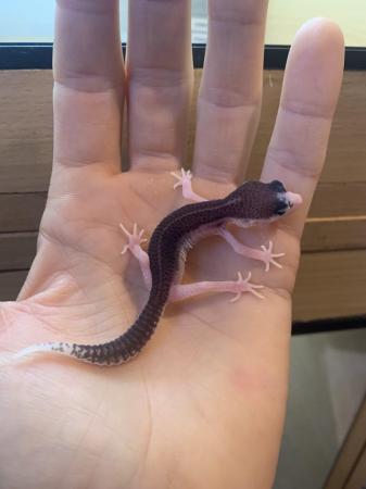 Image 4 of Leopard gecko hatchlings and young adults