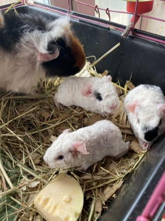 Image 5 of Lots of baby boy (boar) guinea pigs for sale