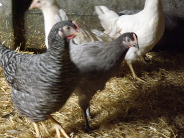 Preview of the first image of For Sale Speckledies Pullets/Hens.