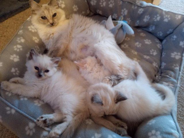 Preview of the first image of SOLD Pedigree Ragdoll kittens for sale £650 each.