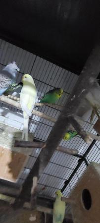 Image 3 of Budgies of different colour and ages for sale