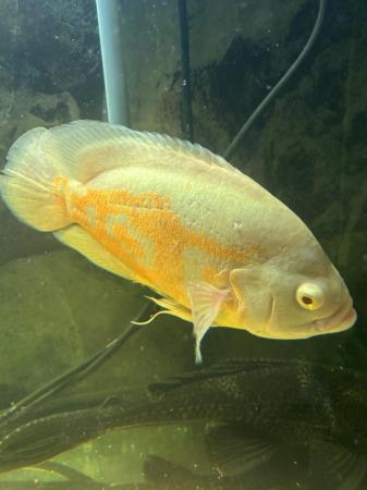 Image 1 of 4 large Oscar fish for sale