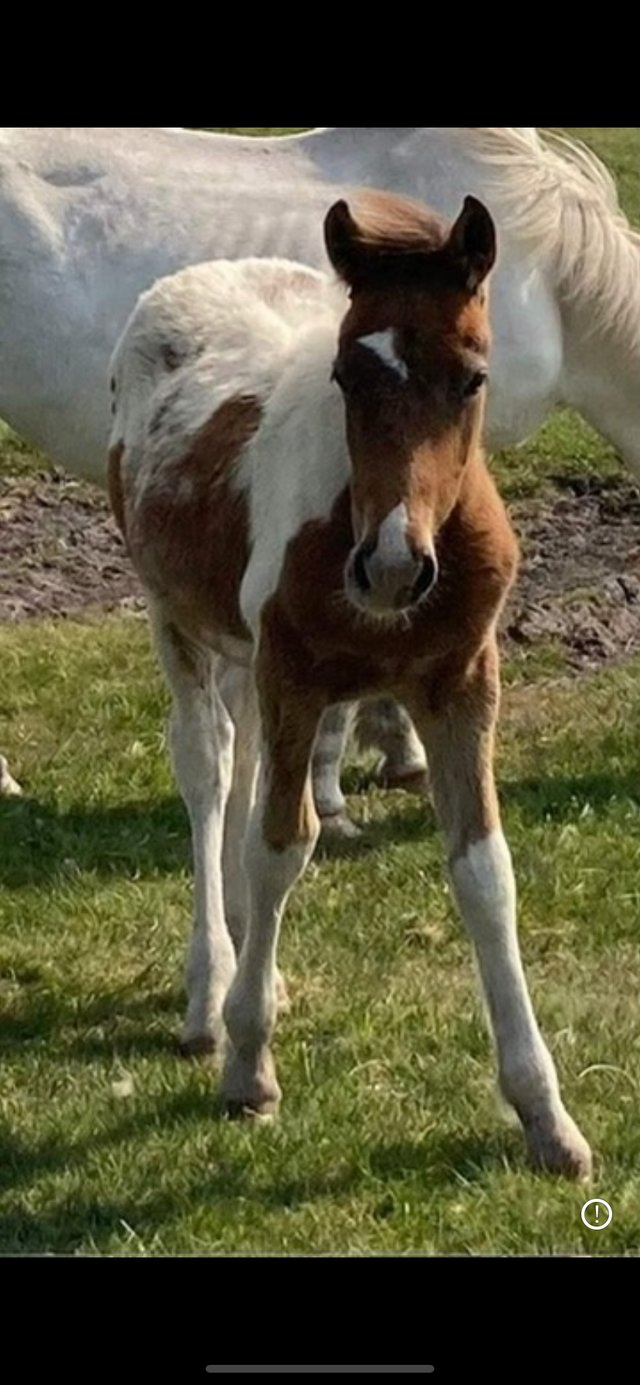 Preview of the first image of American Paint X Yearling gelding.