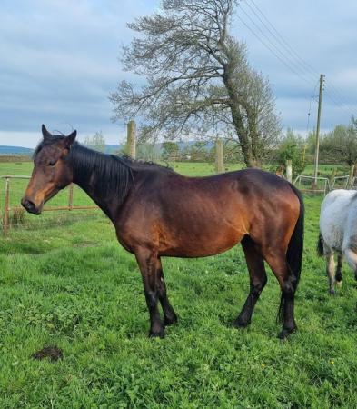 Image 12 of Beautiful Project / Broodmare Sports Pony