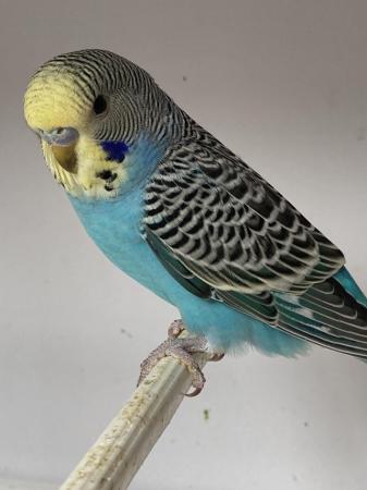 Image 5 of Gorgeous Baby Budgies ready now