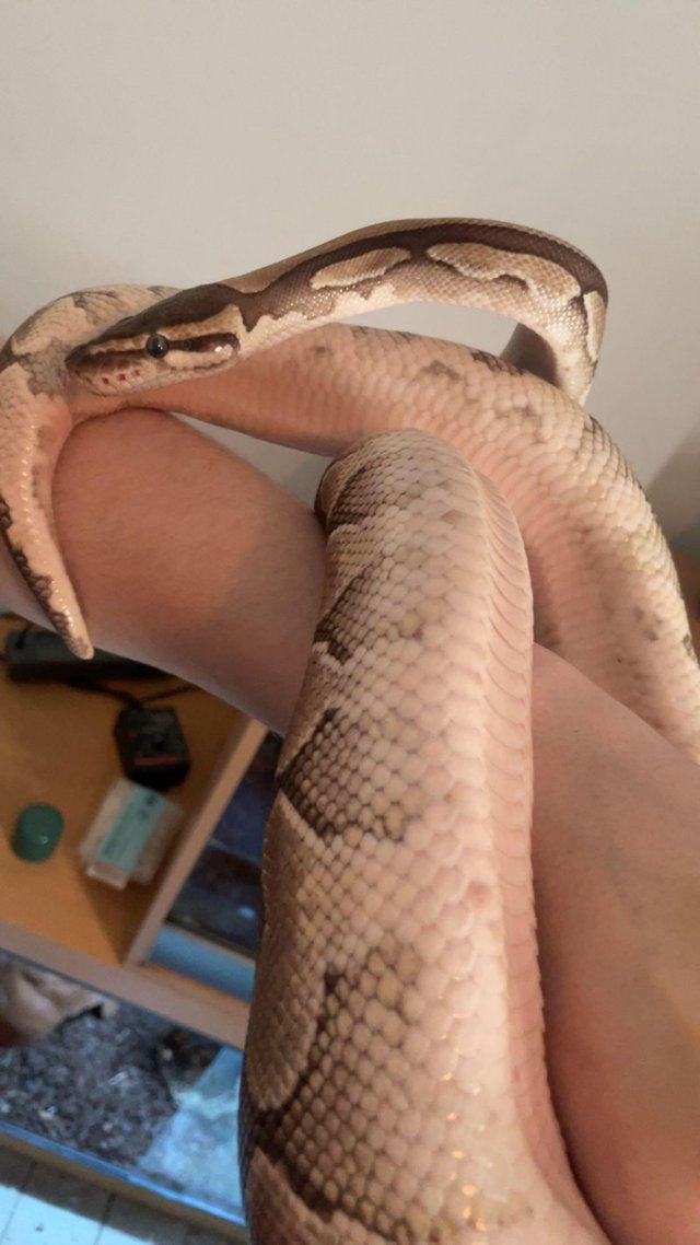 Preview of the first image of 8 year old female balled python for sale in derby.
