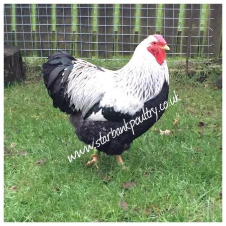 Image 39 of *POULTRY FOR SALE,EGGS,CHICKS,GROWERS,POL PULLETS*