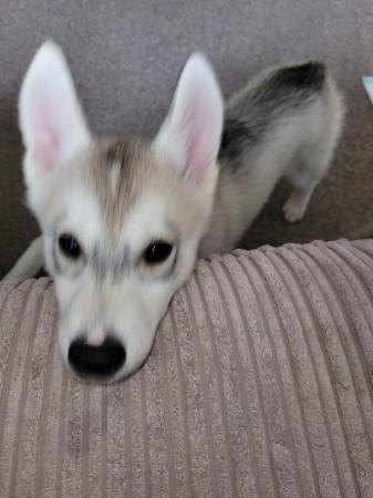 Image 10 of 3 gorgeous Siberian husky puppies for sale!