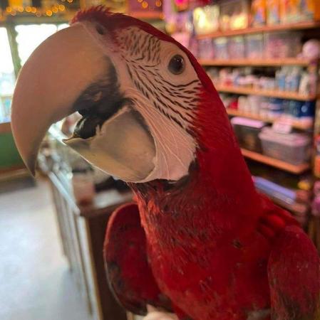 Image 10 of Large Variety of Hand Reared Birds Available! - Updated Regu