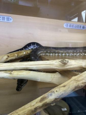 Image 5 of Male Bredli python for sale