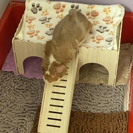 Image 4 of 2 male Guinea pigs for sale