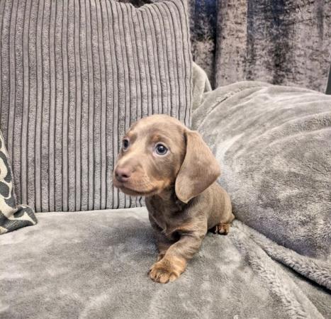 Image 11 of miniature dachshund puppies for sale