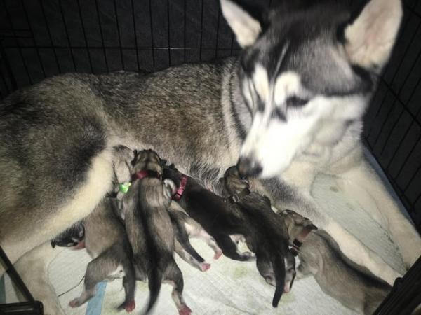 Image 2 of 2 gorgeous female’s left Siberian husky puppies for sale!