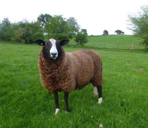 Image 2 of MVacc Zwartbles Well bred Shearling Redgate Ram,