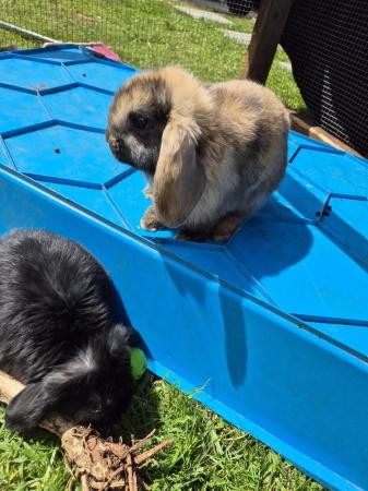 Image 4 of 8 week old Mini lops for  sale