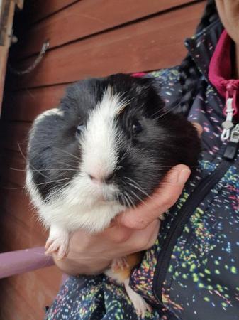 Image 3 of For adoption...Harry & Riley bonded male guinea pigs