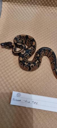 Image 4 of Royal/ball python hatchling. Lesser, Fire and Wild Type
