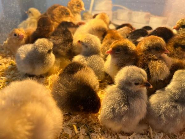 Image 1 of Day old Wyandotte,Gold Partridge and lavender bantam chicks