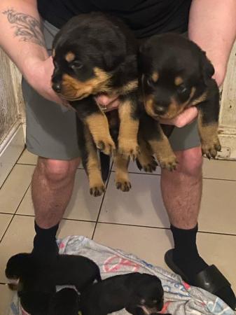 Image 8 of Excellent bloodline rottweiler puppies for sale
