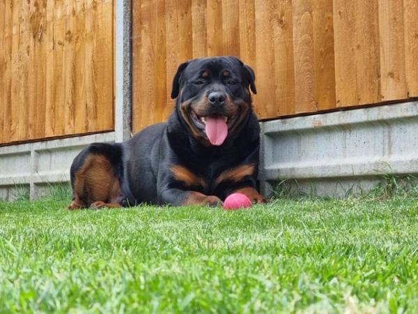Image 5 of Rottweiler puppies KC registered Ready Now