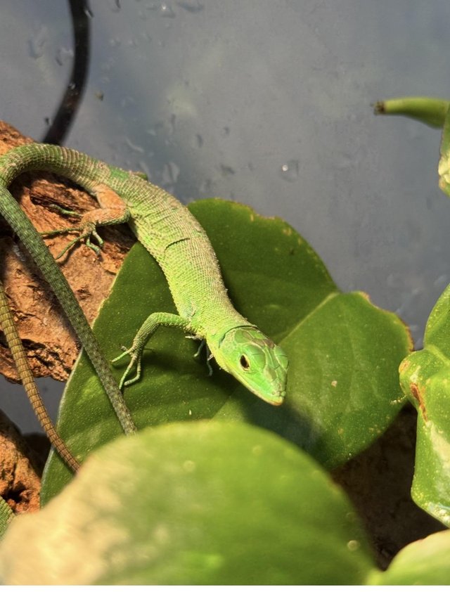 Green Keel Bellied Lizard (Gastropholis prasina) available — photo 2 of 4